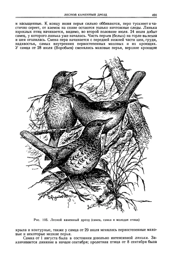  Коллектив авторов - Птицы Советского Союза. Том 6 - Страница № 491