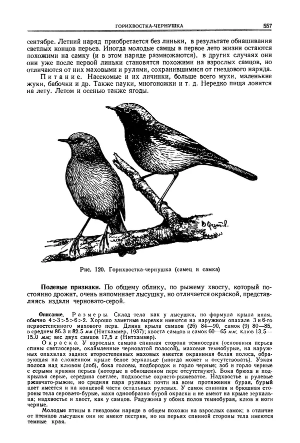  Коллектив авторов - Птицы Советского Союза. Том 6 - Страница № 557