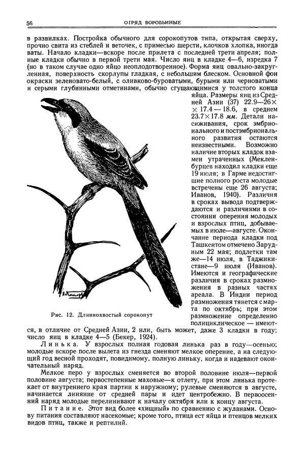  Коллектив авторов - Птицы Советского Союза. Том 6 - Страница № 56