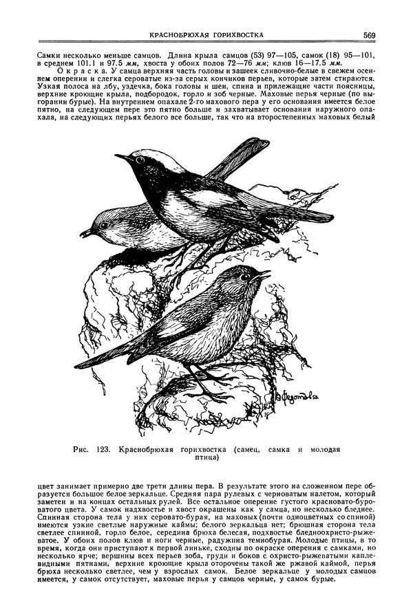  Коллектив авторов - Птицы Советского Союза. Том 6 - Страница № 569