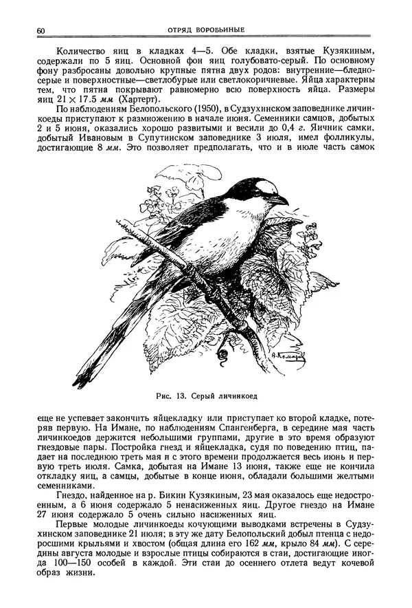  Коллектив авторов - Птицы Советского Союза. Том 6 - Страница № 60