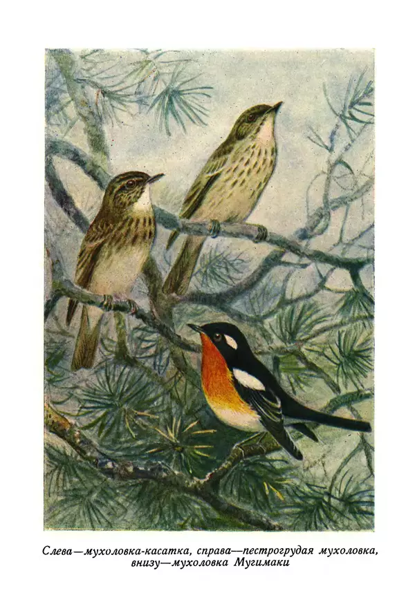  Коллектив авторов - Птицы Советского Союза. Том 6 - Страница № 793