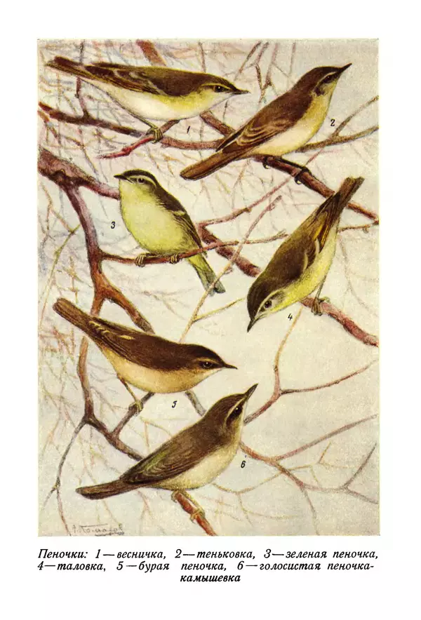  Коллектив авторов - Птицы Советского Союза. Том 6 - Страница № 794