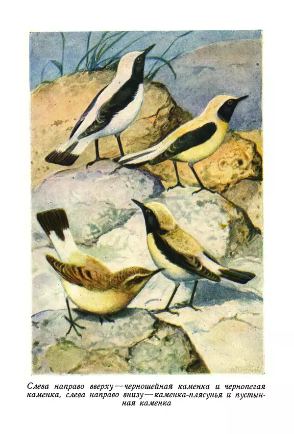  Коллектив авторов - Птицы Советского Союза. Том 6 - Страница № 795