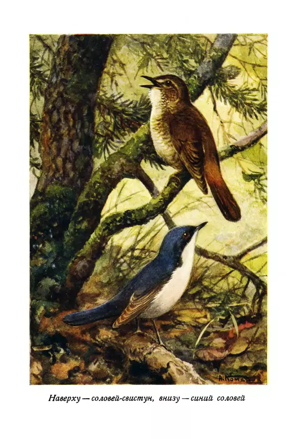  Коллектив авторов - Птицы Советского Союза. Том 6 - Страница № 796