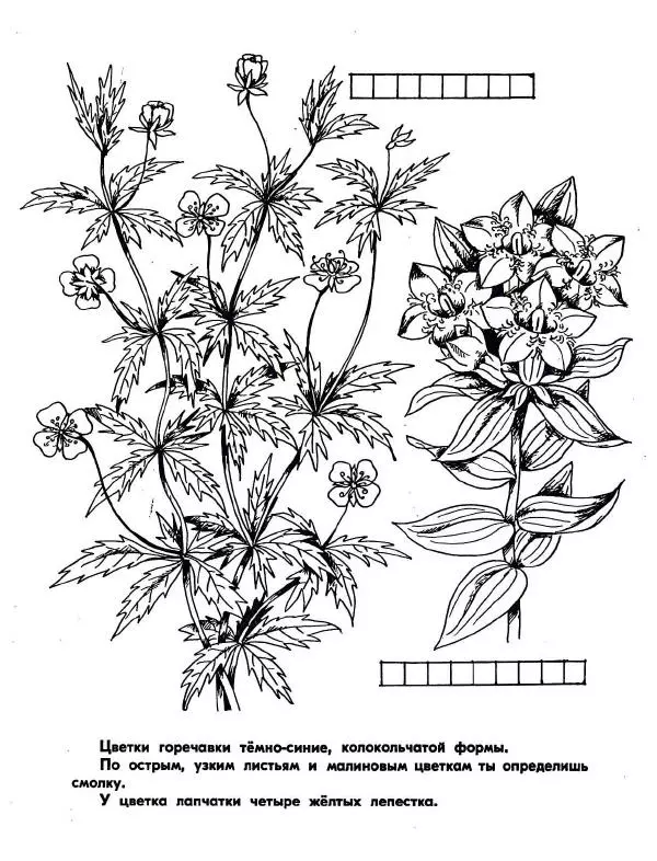 Борис Александров - Где цветёт башмачок? - Страница № 7