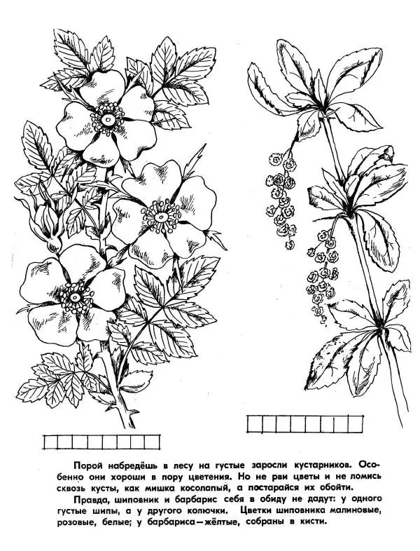 Борис Александров - Где цветёт башмачок? - Страница № 8
