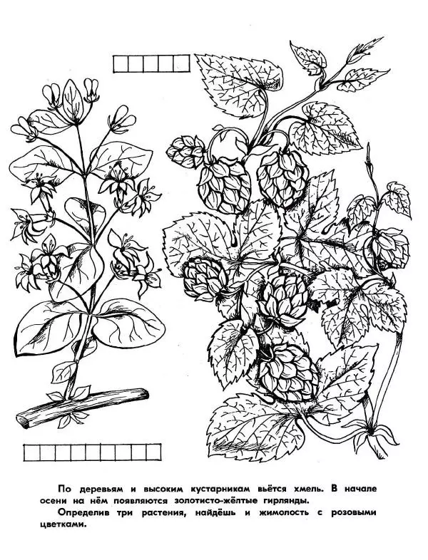Борис Александров - Где цветёт башмачок? - Страница № 9