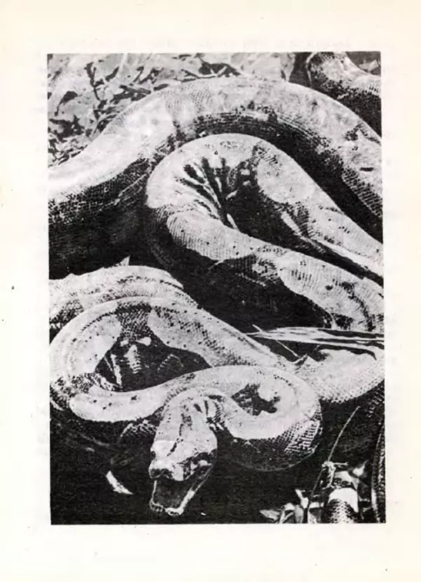 Николай Сладков - Планета чудес - Страница № 107