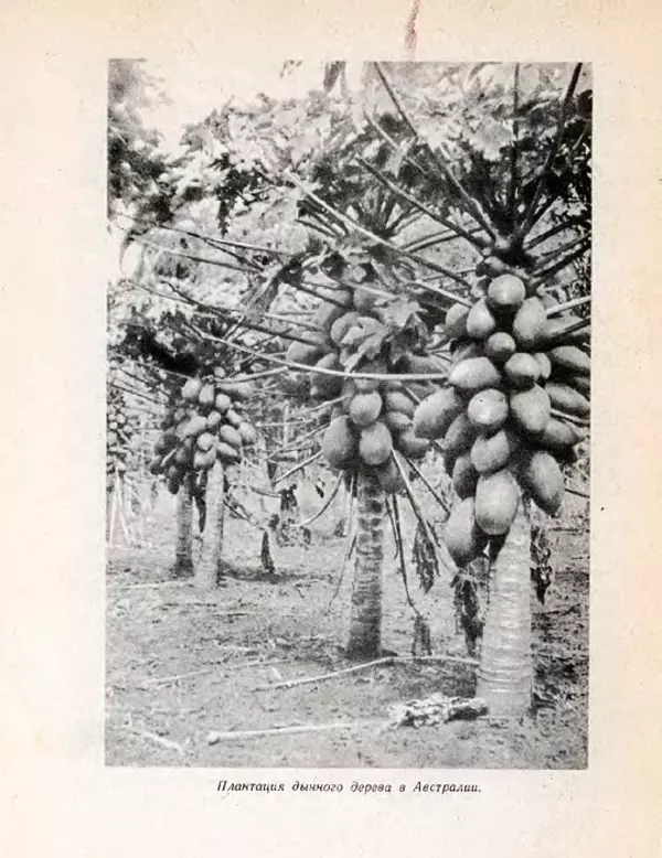 Николай Сладков - Планета чудес - Страница № 126