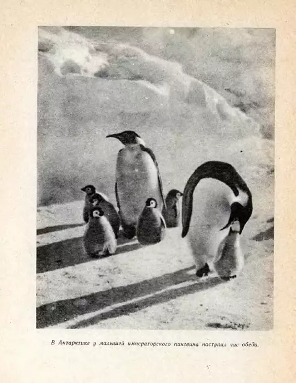 Николай Сладков - Планета чудес - Страница № 128