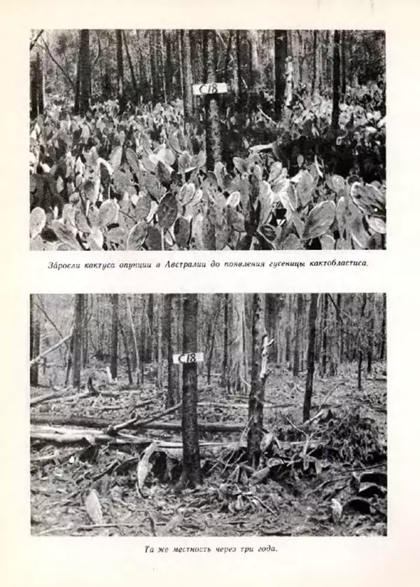 Николай Сладков - Планета чудес - Страница № 153