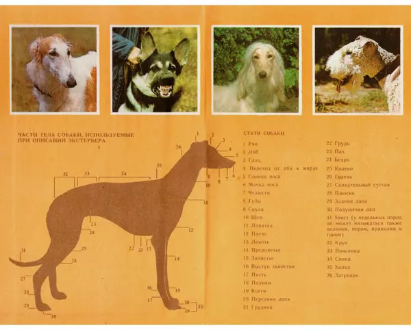  Коллектив авторов - О собаке - Страница № 2