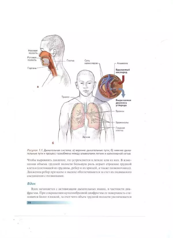Раэль Исаковиц - Анатомия пилатеса - Страница № 15