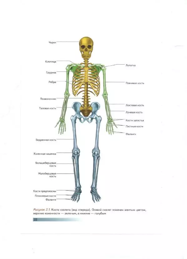 Раэль Исаковиц - Анатомия пилатеса - Страница № 23