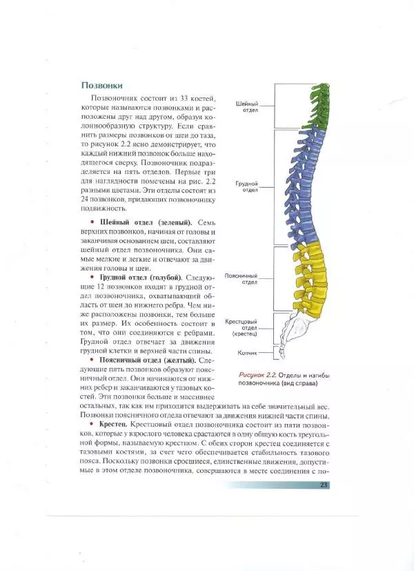 Раэль Исаковиц - Анатомия пилатеса - Страница № 24