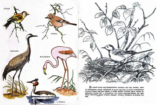  - Птичьи этажи - Страница № 2