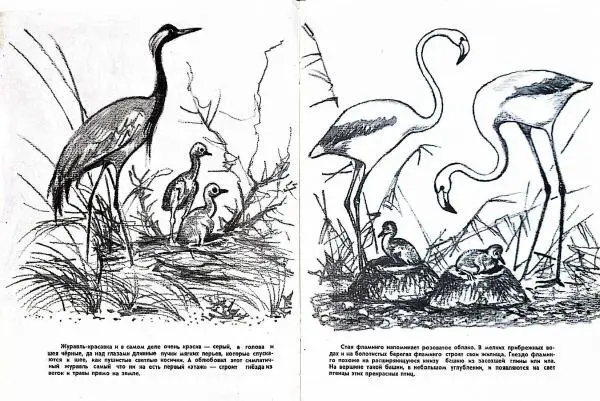  - Птичьи этажи - Страница № 4