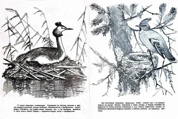  - Птичьи этажи - Страница № 5