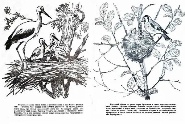  - Птичьи этажи - Страница № 6