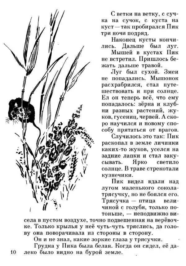 Евгений Чарушин - Мышонок Пик - Страница № 11 Евгений Чарушин - Мышонок Пик - Страница № 11