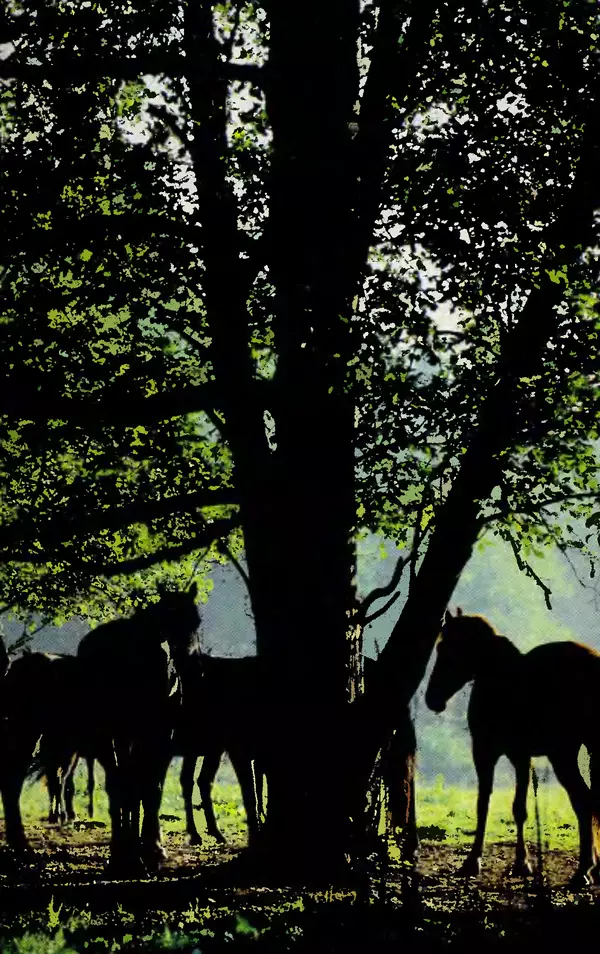 Игорь Бобылев - Конный туризм - Страница № 8