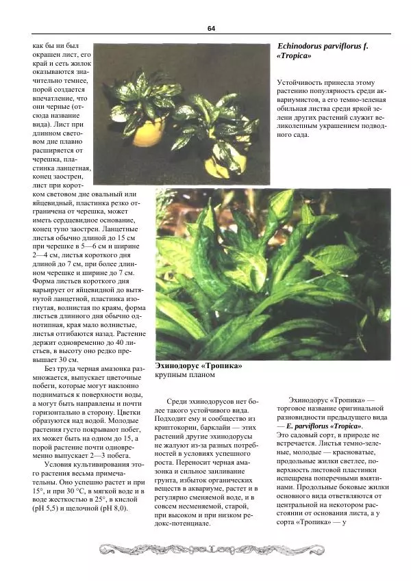 Марк Махлин - Аквариумный сад - Страница № 65