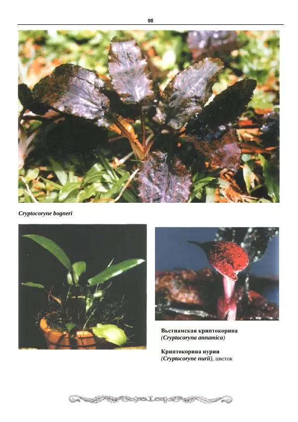 Марк Махлин - Аквариумный сад - Страница № 99