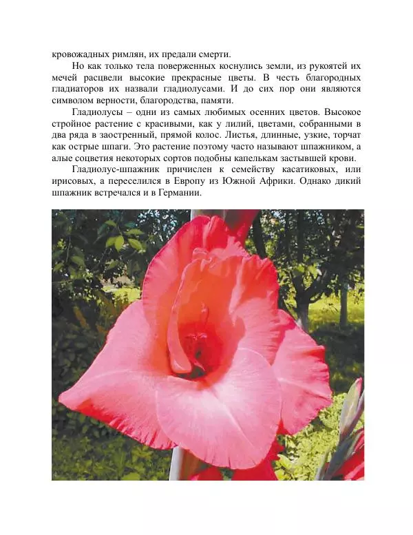 Дарья Резько - Гладиолусы - Страница № 6