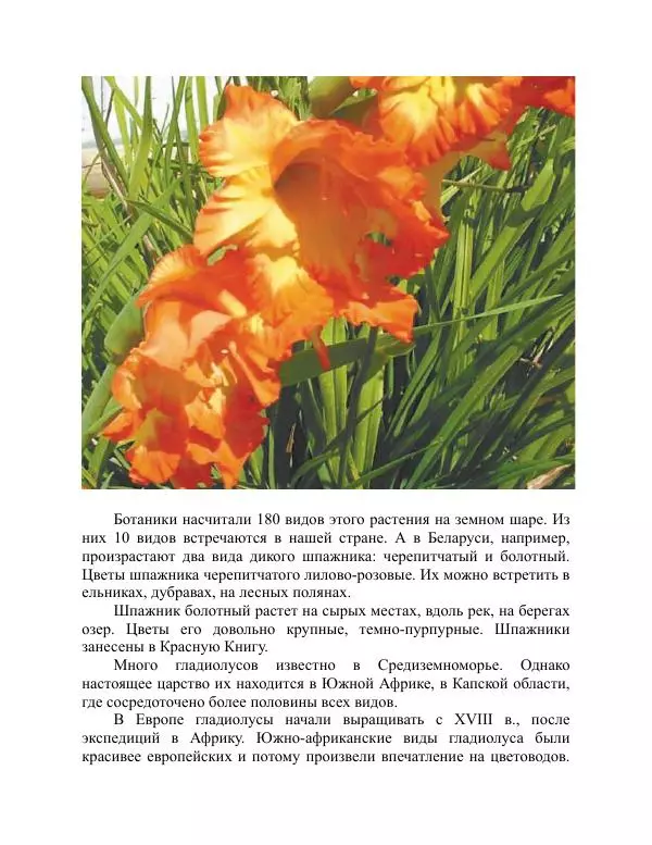 Дарья Резько - Гладиолусы - Страница № 9