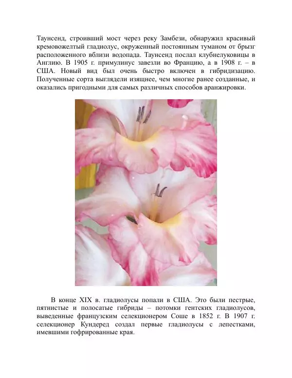 Дарья Резько - Гладиолусы - Страница № 12