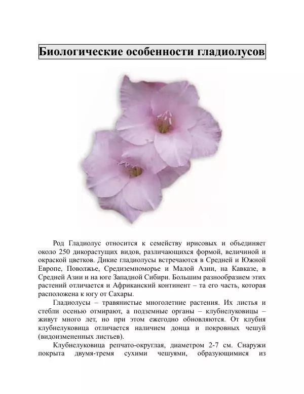 Дарья Резько - Гладиолусы - Страница № 14