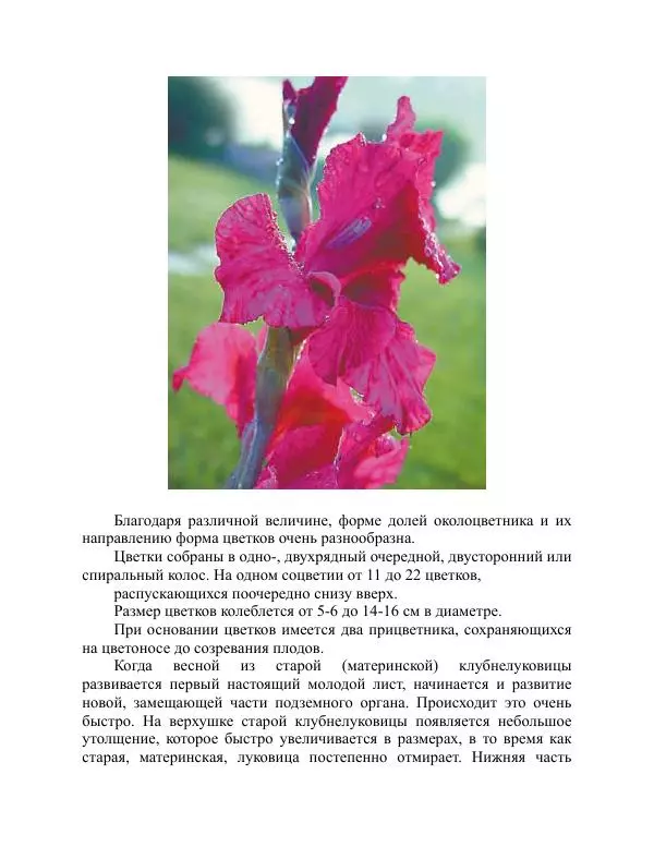 Дарья Резько - Гладиолусы - Страница № 16