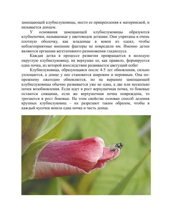 Дарья Резько - Гладиолусы - Страница № 17