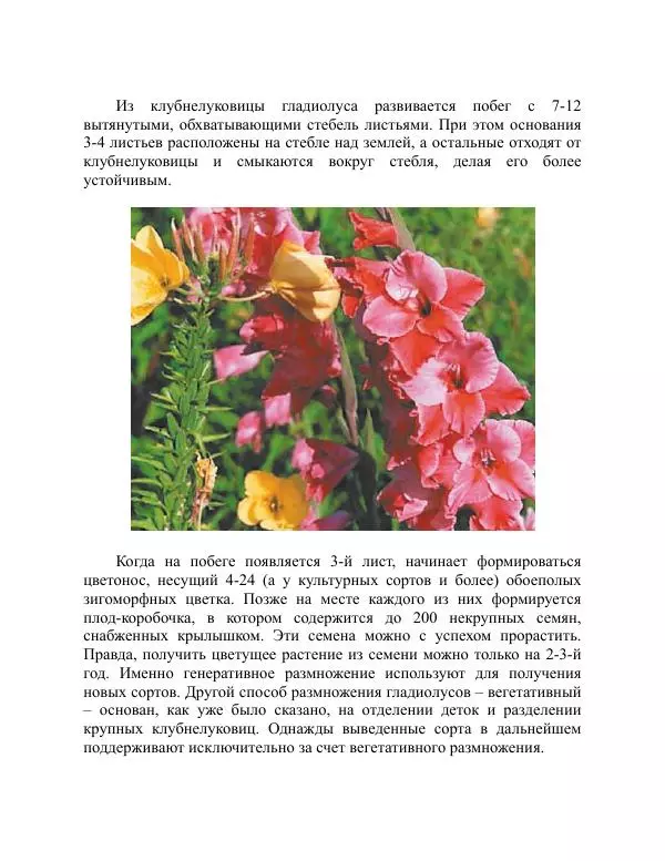 Дарья Резько - Гладиолусы - Страница № 18