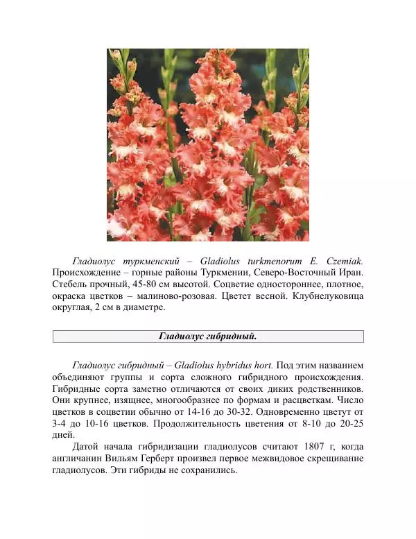 Дарья Резько - Гладиолусы - Страница № 24