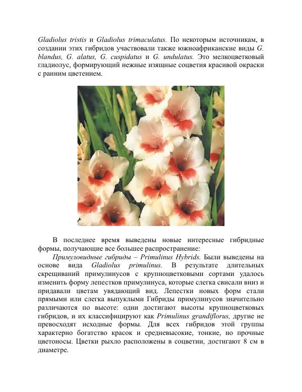 Дарья Резько - Гладиолусы - Страница № 26