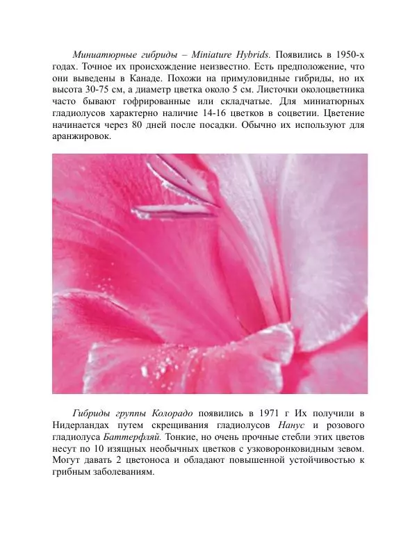 Дарья Резько - Гладиолусы - Страница № 28