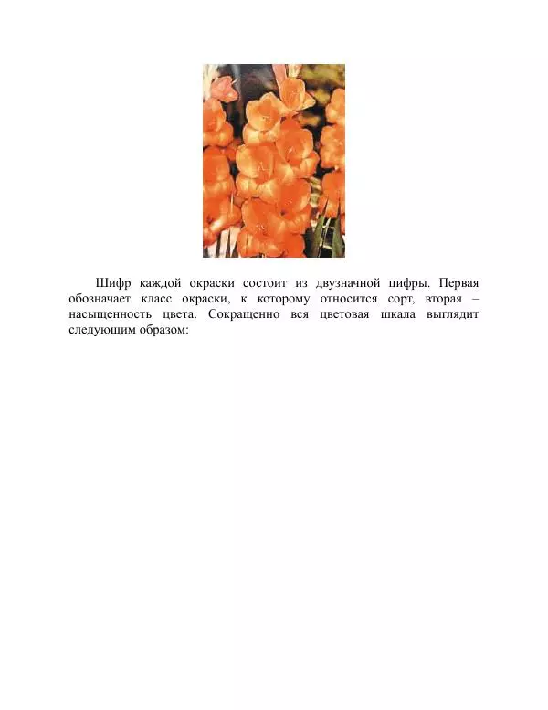 Дарья Резько - Гладиолусы - Страница № 32