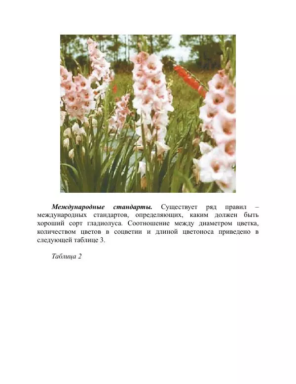 Дарья Резько - Гладиолусы - Страница № 36