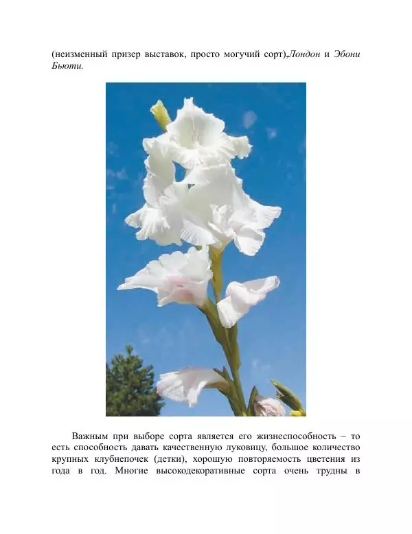 Дарья Резько - Гладиолусы - Страница № 42