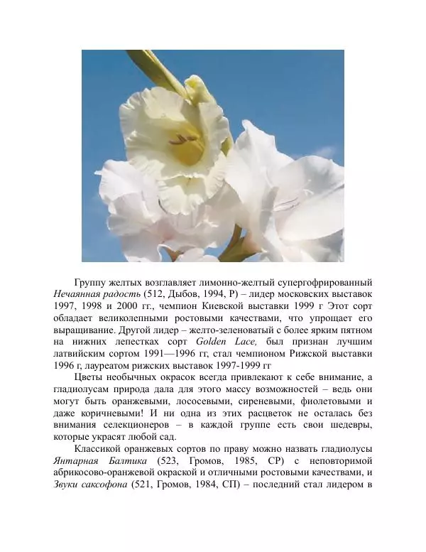 Дарья Резько - Гладиолусы - Страница № 46