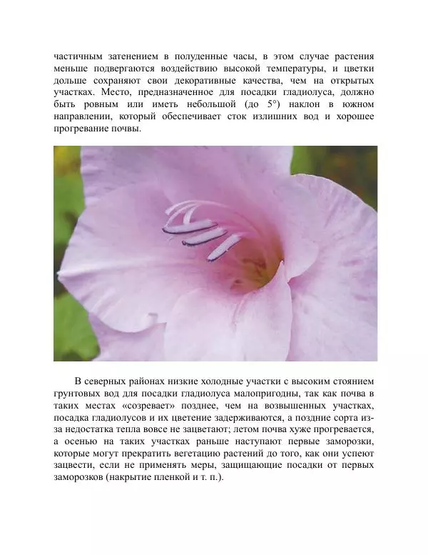 Дарья Резько - Гладиолусы - Страница № 52