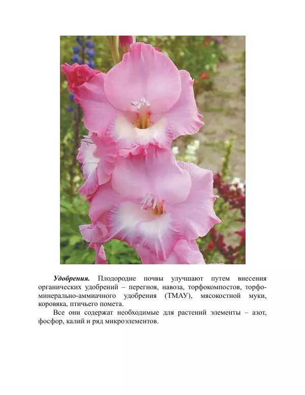 Дарья Резько - Гладиолусы - Страница № 56