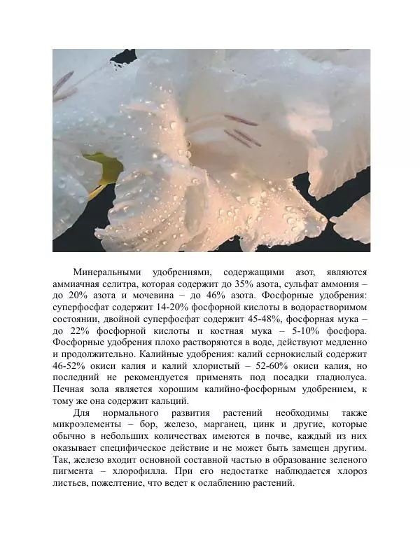 Дарья Резько - Гладиолусы - Страница № 57