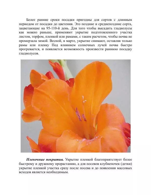 Дарья Резько - Гладиолусы - Страница № 60