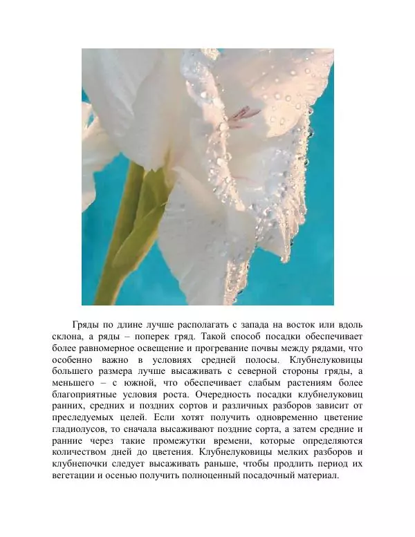 Дарья Резько - Гладиолусы - Страница № 62