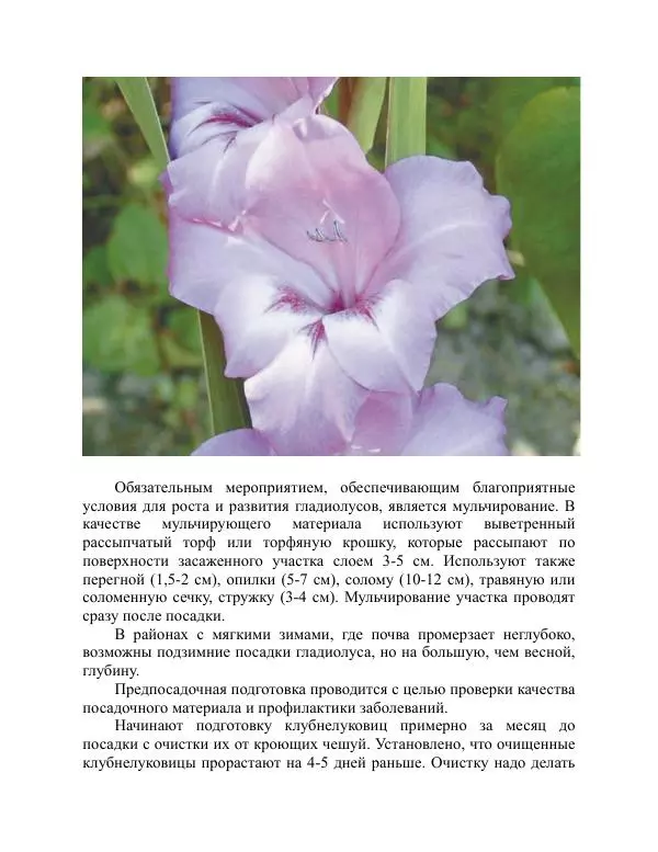 Дарья Резько - Гладиолусы - Страница № 64