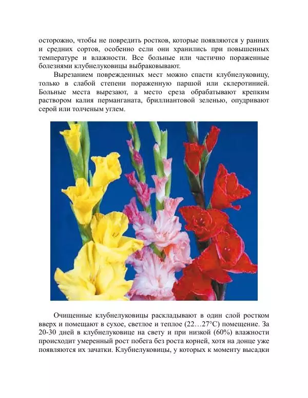 Дарья Резько - Гладиолусы - Страница № 65