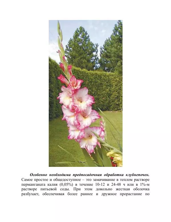 Дарья Резько - Гладиолусы - Страница № 67